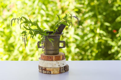 Medicinal herbs. mint plant in a brass mortar.