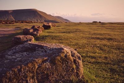 Scenic view of field against sky