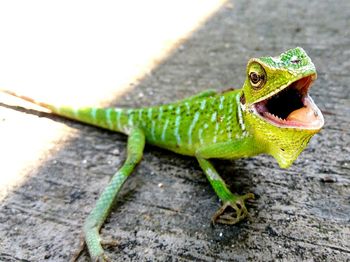 Close-up portrait of lizard