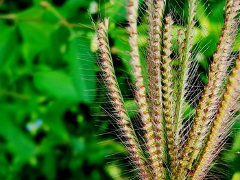 Close-up of fresh green plant