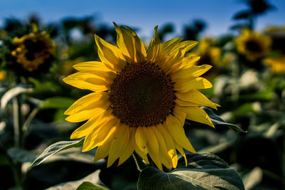 Close-up of sunflower on field
