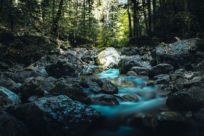 Scenic view of river in forest