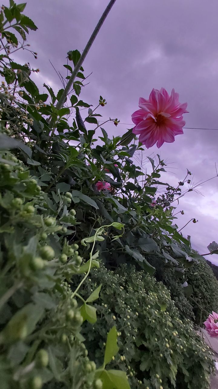 CLOSE-UP OF PINK FLOWERING PLANT