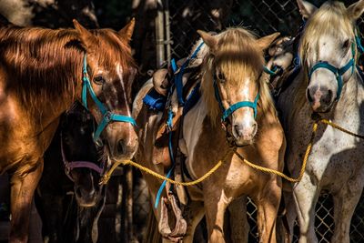 Close-up of horses