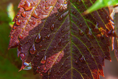 Close-up of dry leaves