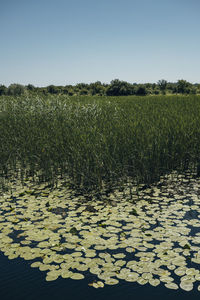 Scenic view of lake against clear sky