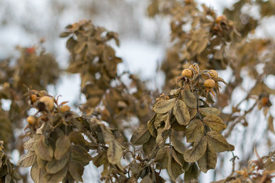 Close-up of pine cone during winter