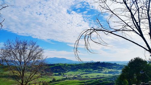 Trees on field against cloudy sky