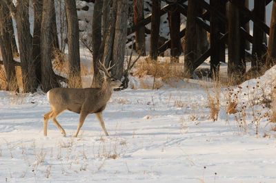 Deer in snow