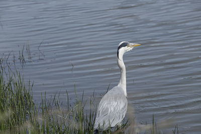 White duck swimming in lake