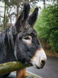 Close-up of a horse