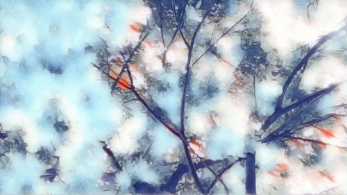 Close-up of snow on tree during winter
