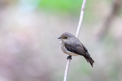 Close-up of bird perching on branch