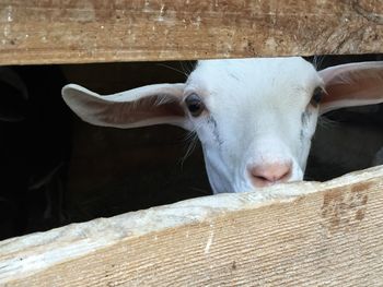 Portrait of goat