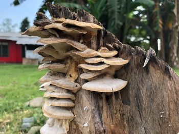 Close-up of mushrooms growing on tree trunk in forest