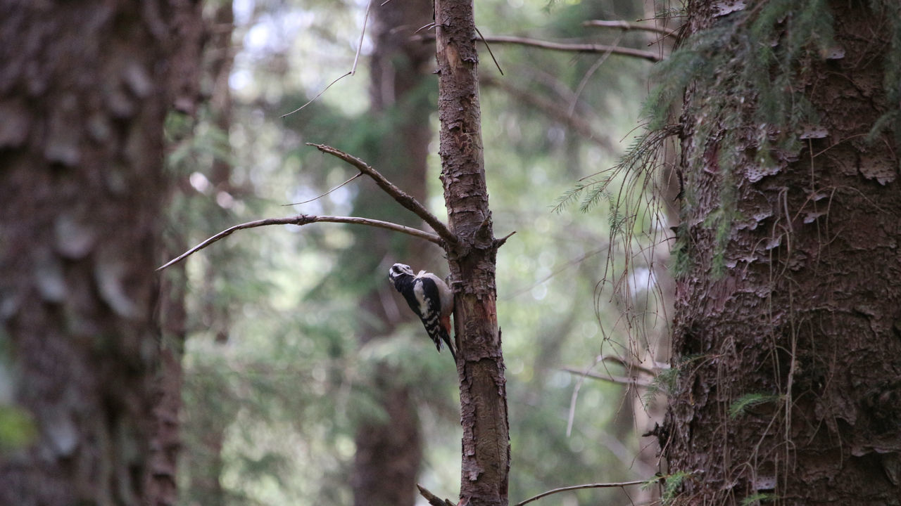 tree, plant, animal wildlife, animal, animal themes, wildlife, bird, one animal, forest, trunk, tree trunk, nature, branch, woodland, land, no people, outdoors, focus on foreground, perching, beauty in nature, day, mammal