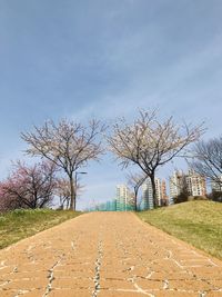 Empty footpath by bare trees against sky