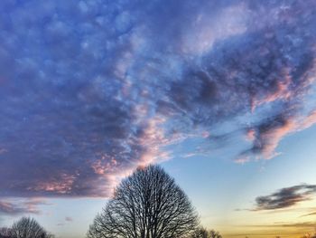 Low angle view of tree against sky at sunset