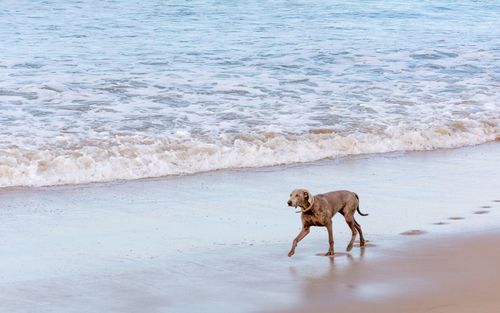 Dog running on beach