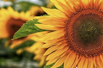 Close-up of sunflower