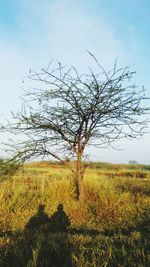 Tree on field against sky