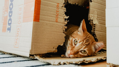 Portrait of a cat lying down at home