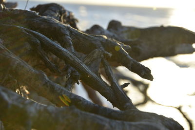 Close-up of lizard