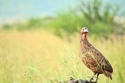 Side view of a bird on land