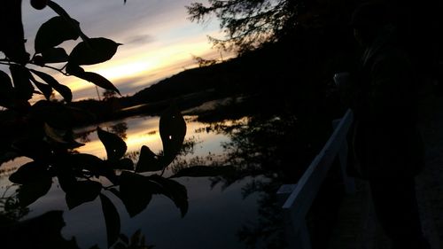 Low angle view of trees against sky at sunset