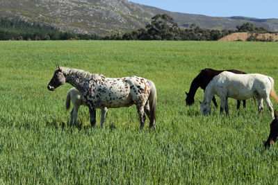 Horses in a field