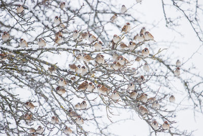 Low angle view of frozen tree during winter