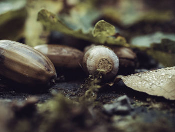 Close-up of snail on land