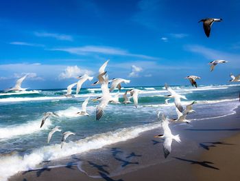 Terns flying over beach against sky