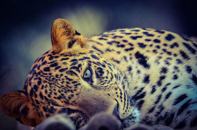 Close-up portrait of a cat looking away