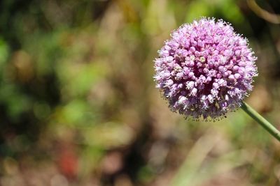 Close-up of pink sparkler flower blooming