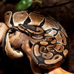 Close-up of ball python on branch