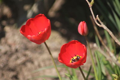 Close-up of red poppy growing on field