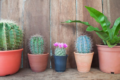 Close-up of potted plants on wooden wall