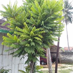 Palm tree in yard of house