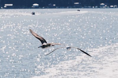 Bird flying over sea