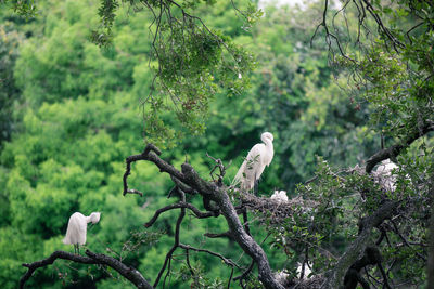 Herons perching on tree in forest