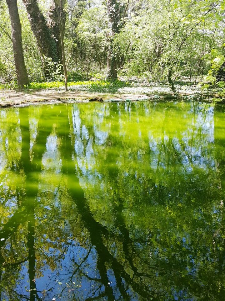 water, reflection, tree, lake, tranquility, tranquil scene, nature, beauty in nature, waterfront, forest, scenics, branch, growth, green color, standing water, pond, day, outdoors, no people, idyllic