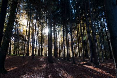 Trees growing in forest