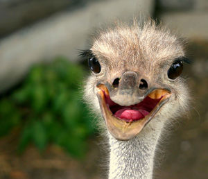 Close-up portrait of ostrich