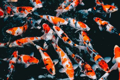 View of koi carps swimming in pond