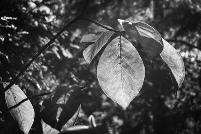 Close-up of leaves against blurred background