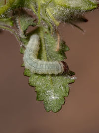 Close-up of green flower