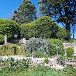 Plants growing on field against clear sky in park