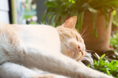Close-up of a cat sleeping