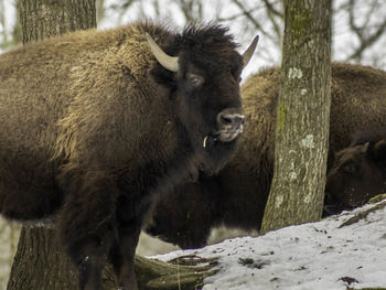 Close-up of bison standing in winter